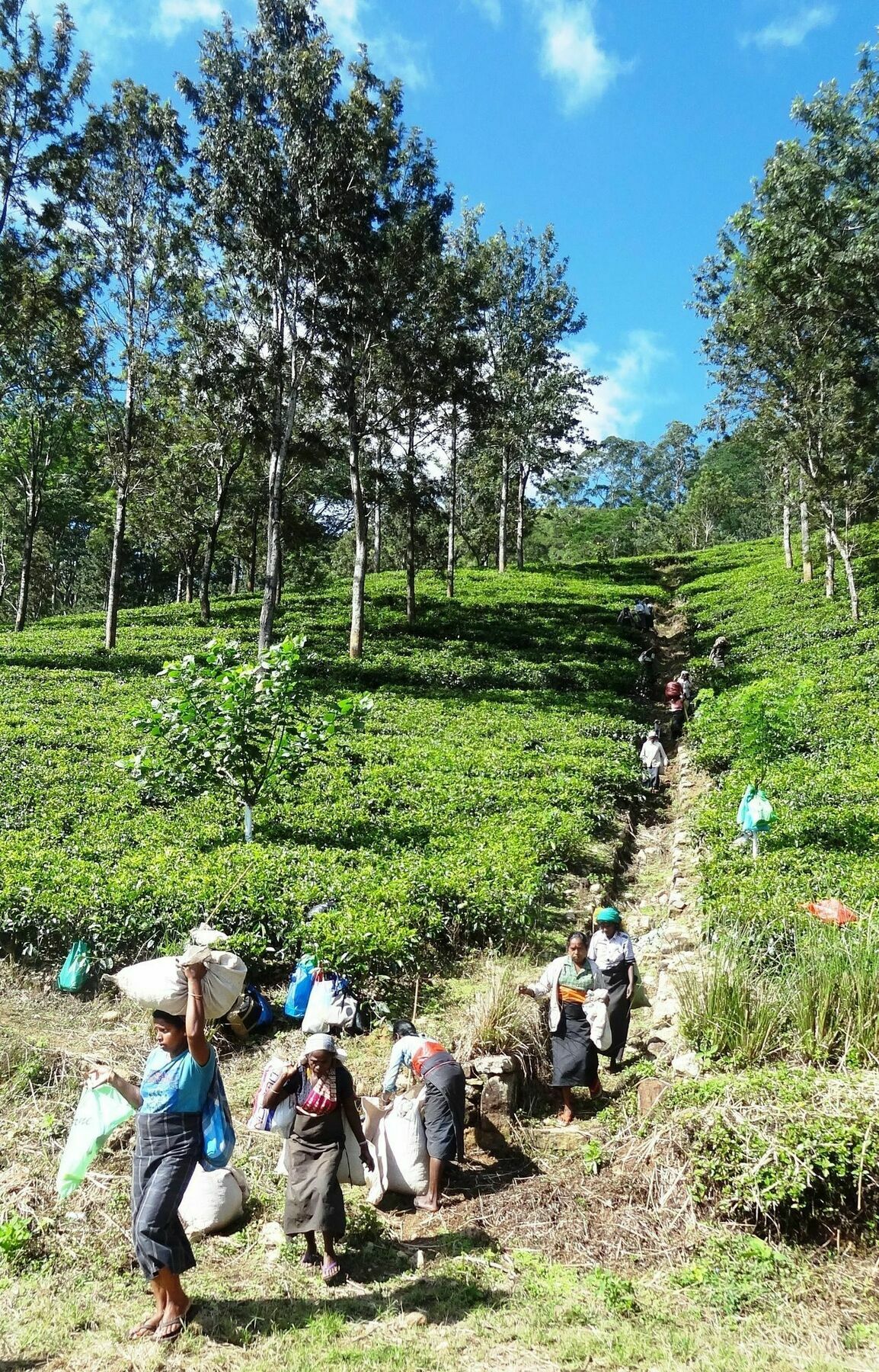 Strathisla Tea Estate Bungalow マータレー エクステリア 写真